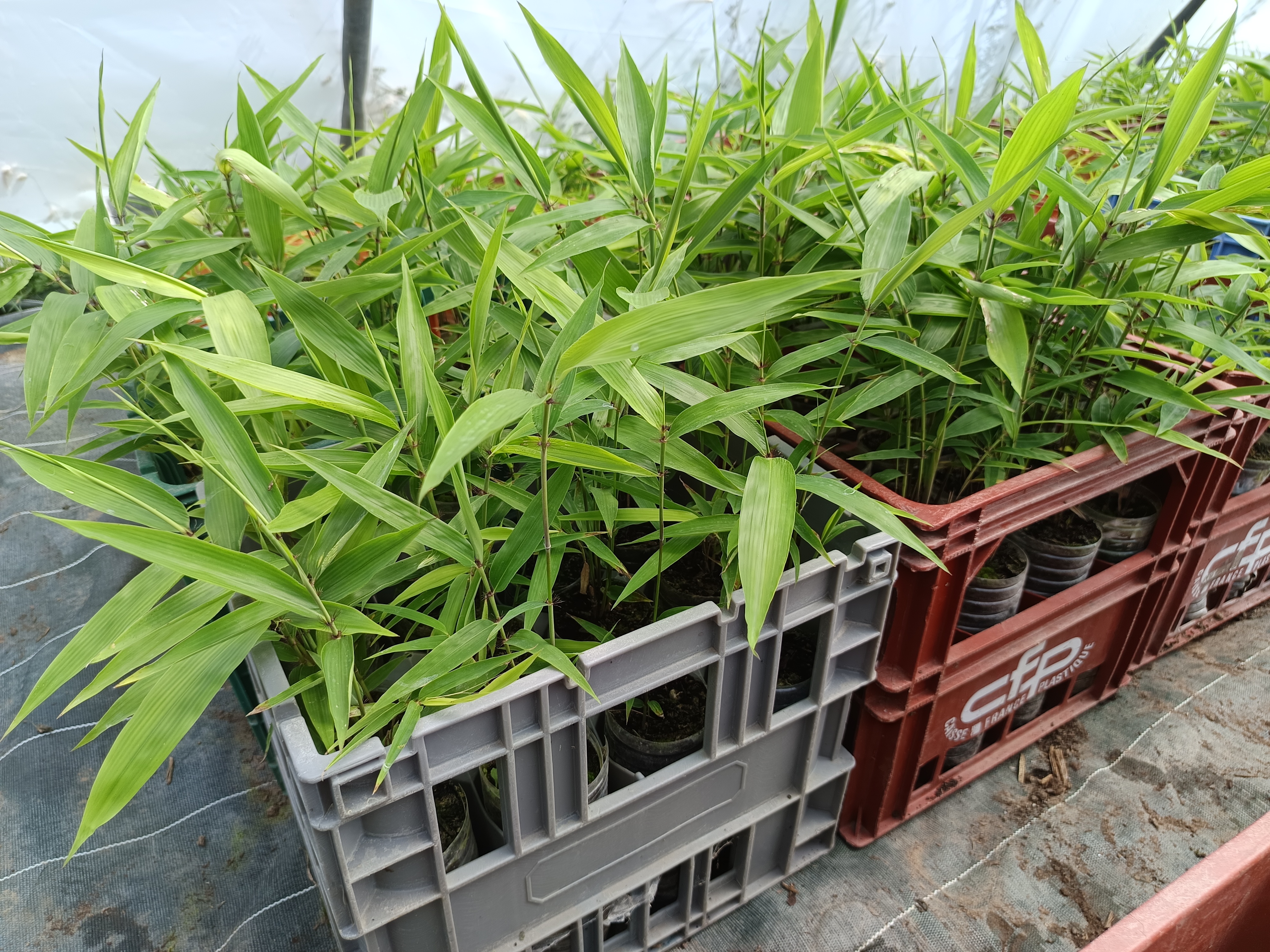 Plants de bambous