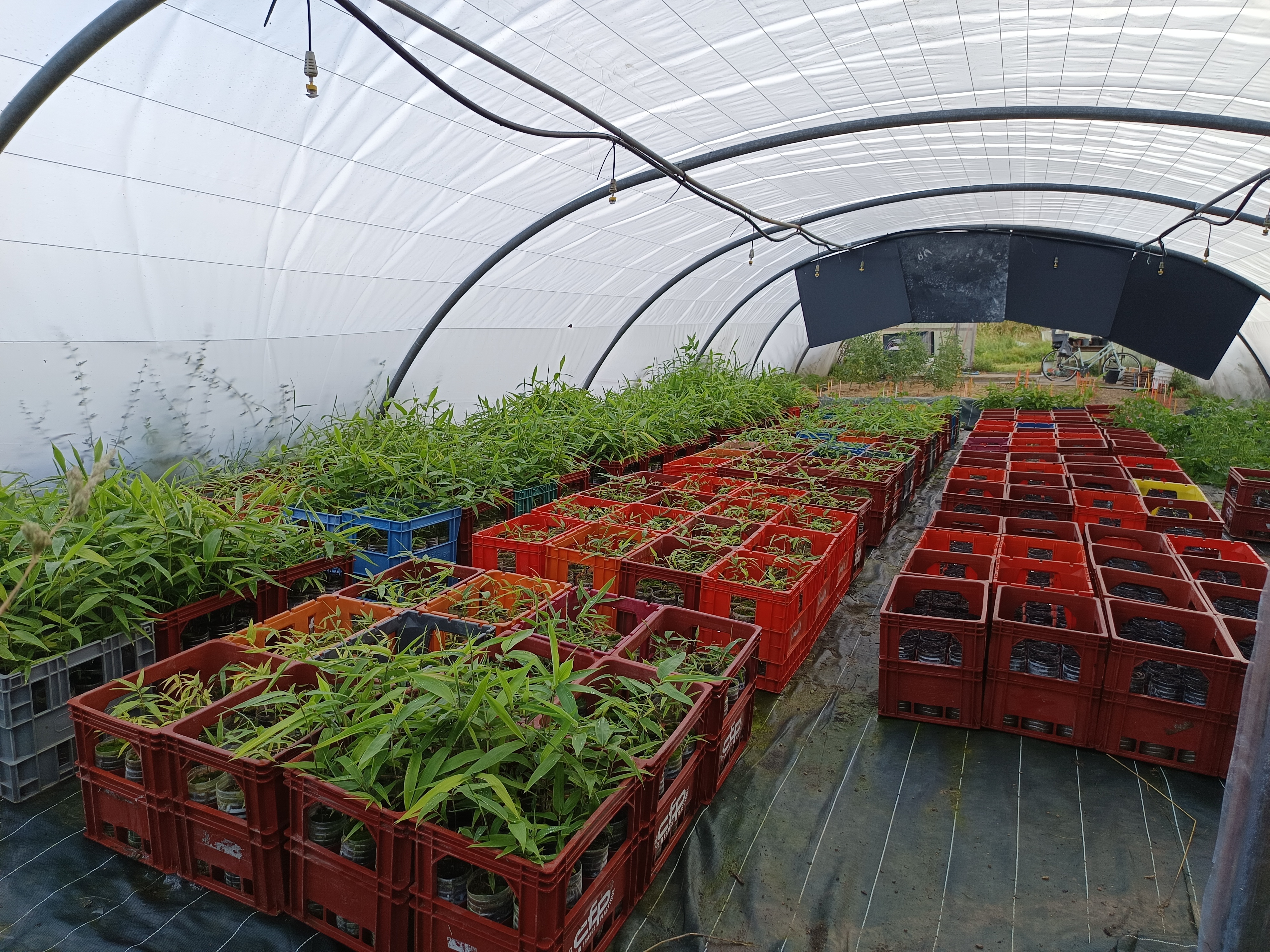 Plants de bambous dans une serre