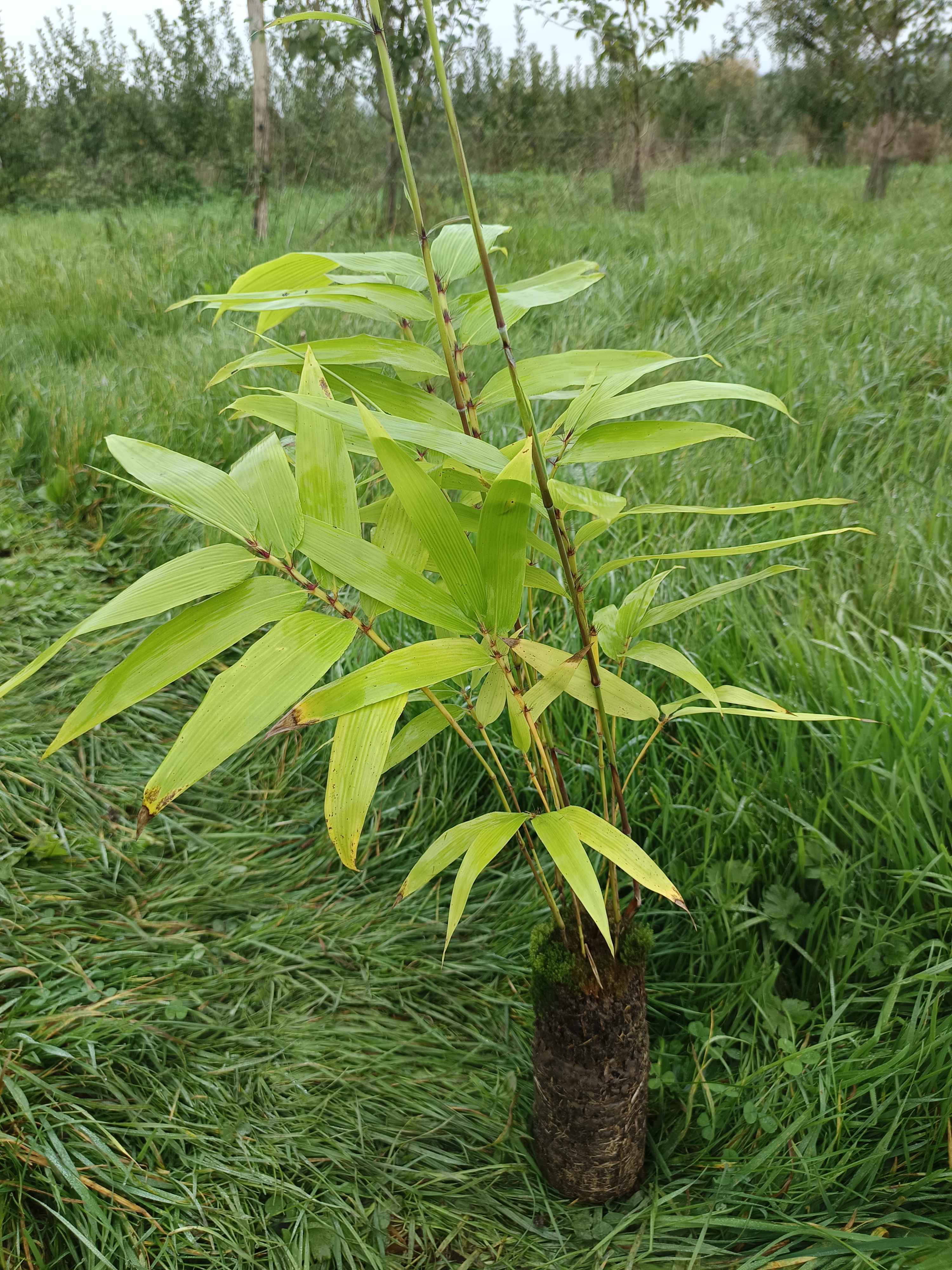 Plant de bambou Moso