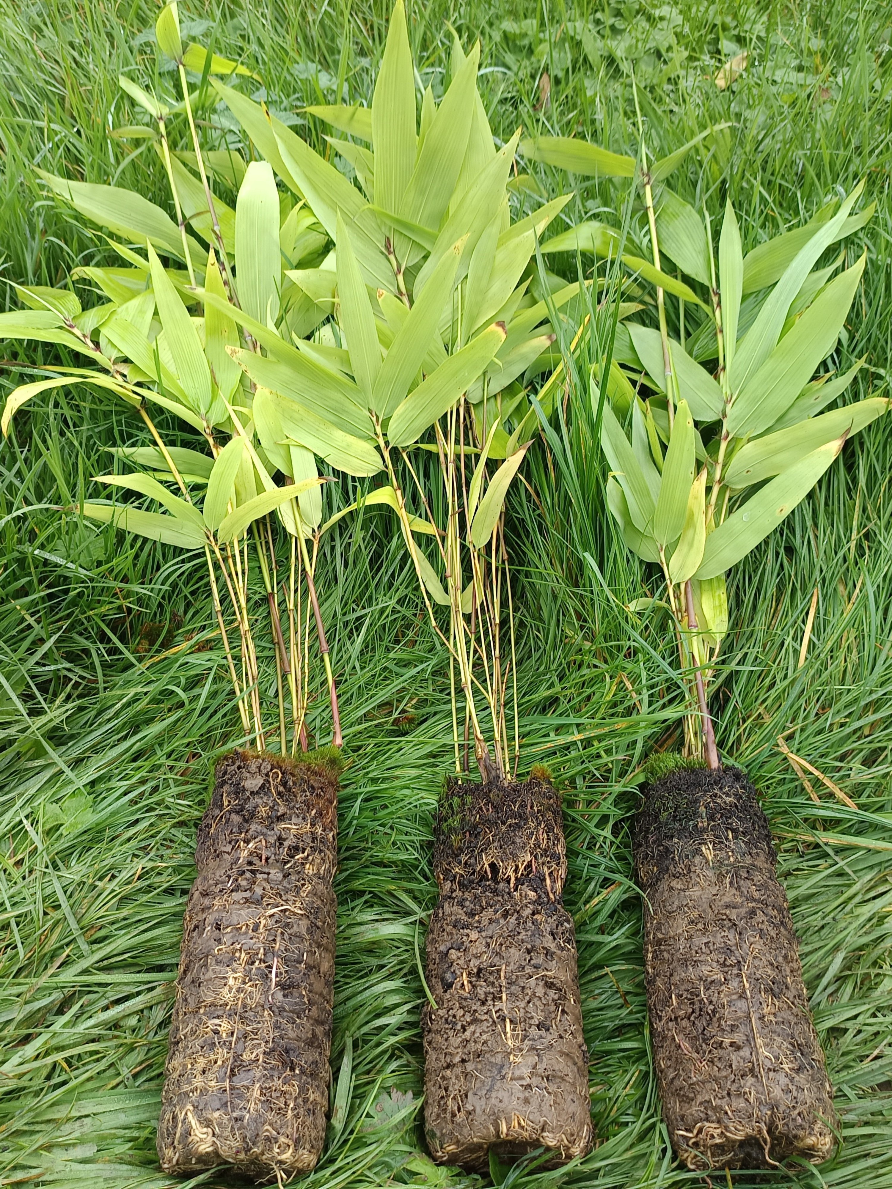 Trois plants de bambou Moso