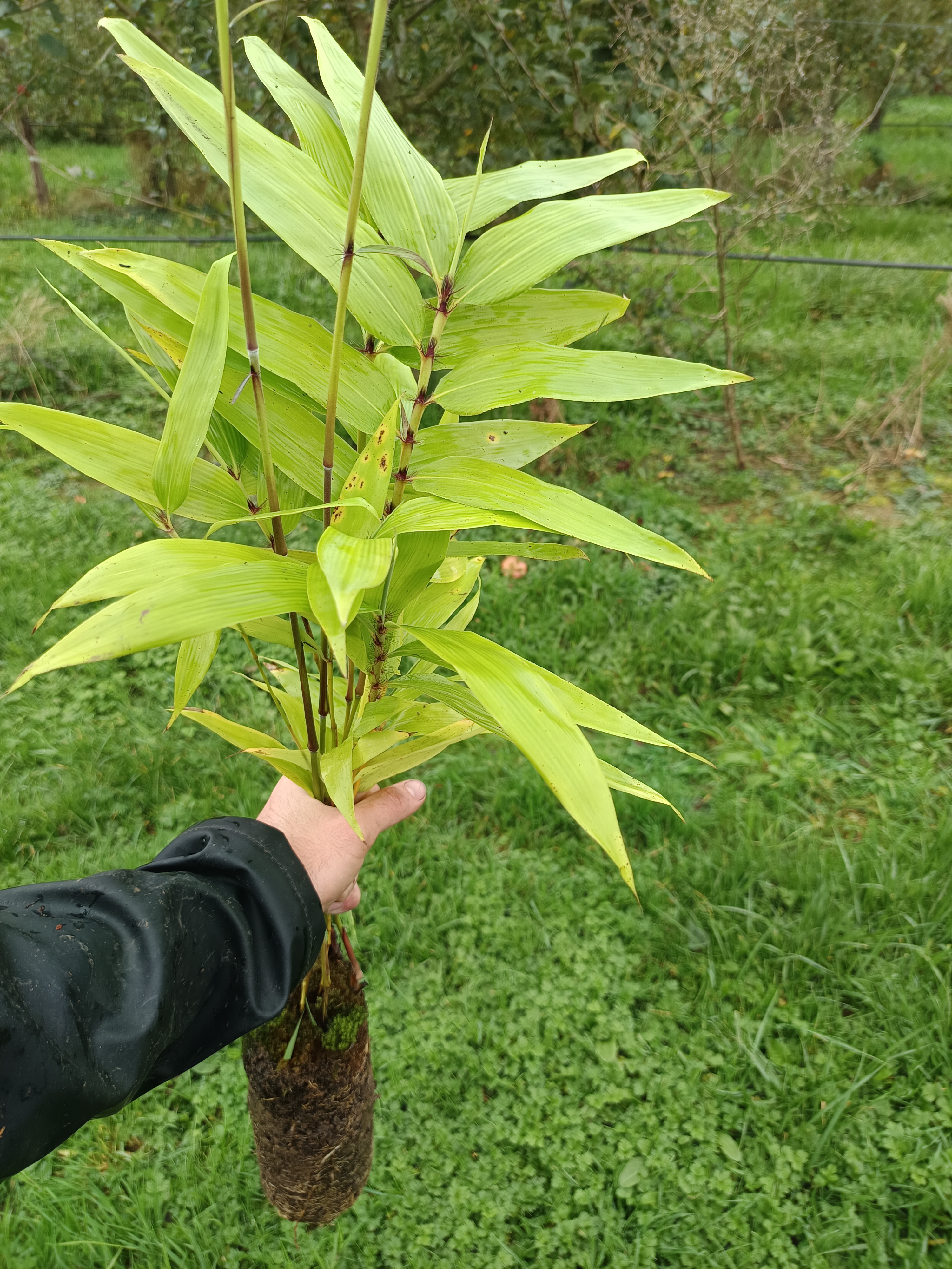 Plant de bambou Moso porté